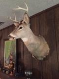 White Tail Deer Shoulder Mounted