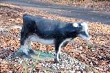 VERY HEAVY CEMENT COW!