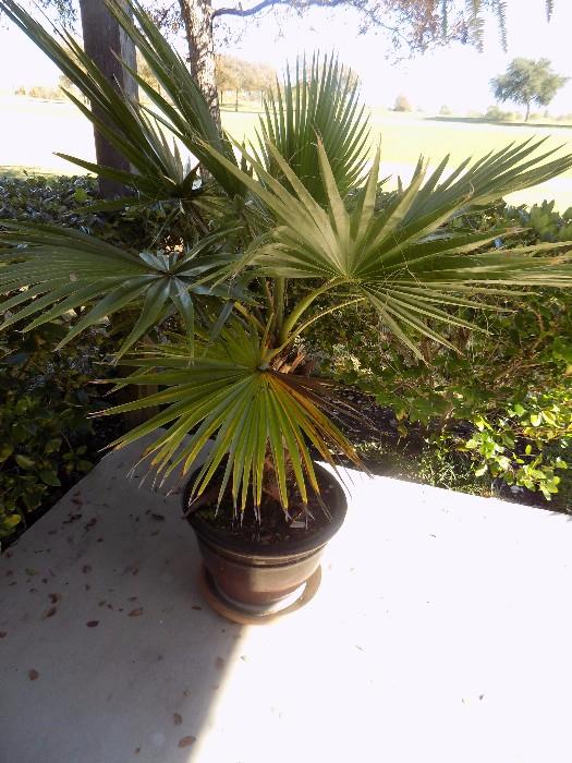 1 of 2 large palm plants in stoneware planters