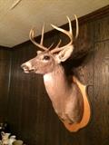 Mounted deer head