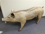 5 FOOT PIG!!  GREAT FOR YOUR NEXT BBQ