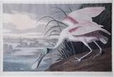 Sale 279 Lot 43
John James Audubon (New York, 1785-1851)
ROSEATE SPOONBILL, Pl. CCCXI (from Birds of America folio)
hand-colored aquatint on J. Whatman 1836 watermarked sheet, framed
image H22" W35 1/2" and sheet H25 1/4" W37"
Provenance: Descended in a prominent South Carolina family 