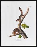 Audubon, published by J. T. Bowen,   BID ON-LINE: www.fairfieldauction.com