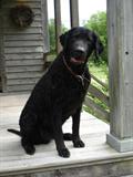 We can't forget Jake, our mascot..sitting on the back porch of the house, waiting for all of you to come to the sale !!