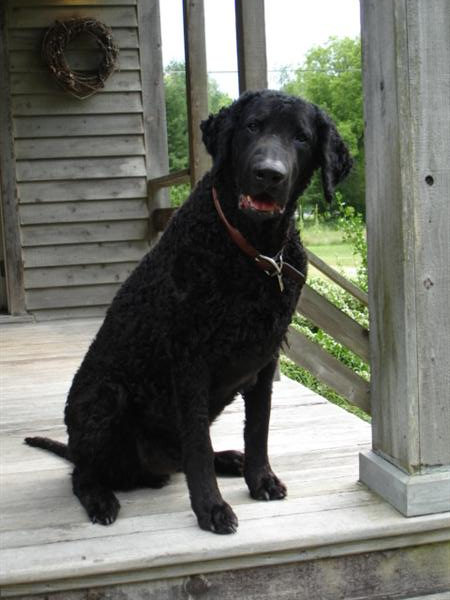 We can't forget Jake, our mascot..sitting on the back porch of the house, waiting for all of you to come to the sale !!