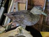 Duck Taxidermy