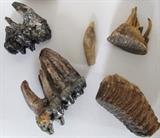 Prehistoric Dinosaur Teeth