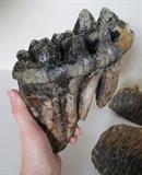 Mastodon Tooth