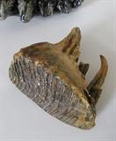 Mammoth Tooth