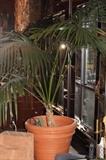 Potted Palm