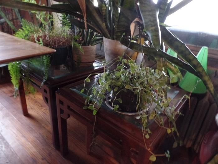Pair of end tables and plants that need homes