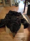 Bear skin rug