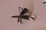 signed LWD sterling