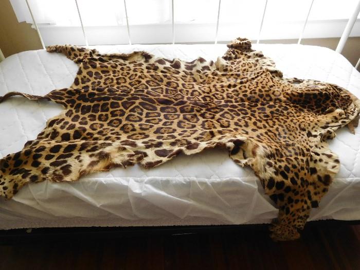 Authentic leopard skin