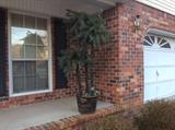 Lighted Tree on front porch (frogs in basket go with the tree!)