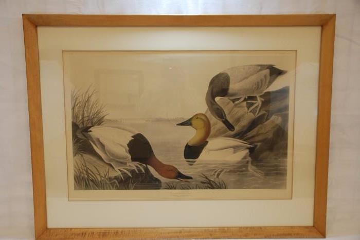 Original 1836 Audubon Print "Canvas Backed Ducks"
