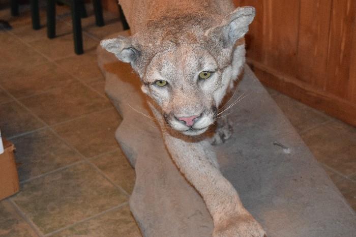 Mountain Lion/Cougar/Puma on platform mount full size standing Height 2'7", Width 20", Length 5'6"