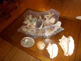 LOTS of Shells - will be sold as a set!!!!!!!!