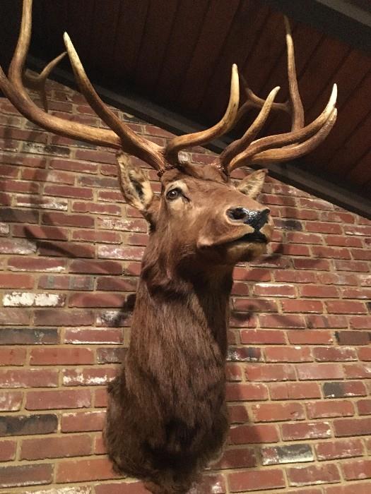 Large Elk mount, very impressive.