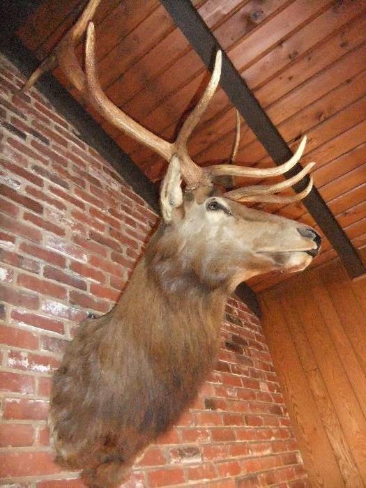 Large Elk mount, very impressive.