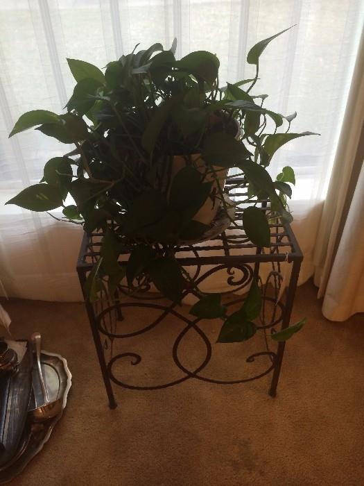 Small iron table; one of several live plants