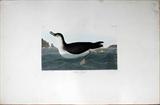 Lot #2125, AFTER AUDUBON, ENGRAVING, ETCHING & AQUATINT, FROM "BIRDS OF AMERICA", "MANKS SHEARWATER"
