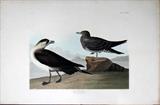 Lot #2126, AFTER AUDUBON, ENGRAVING, ETCHING & AQUATINT, FROM "BIRDS OF AMERICA", "MANKS SHEARWATER"