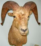 Lot#394, ROCKY MOUNTAIN BIG HORN SHEEP, TROPHY MOUNT, 31" X 23"