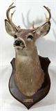 Lot#395, DEER HEAD TROPHY MOUNT, H 27", W 15" (EAR TO EAR)
