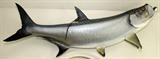 Lot#206, TARPON MOUNTED FISH, L 66"