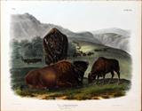 Lot#2035, AFTER J.J. AUDUBON, HAND COLORED LITHO, BOWEN EDITION, 1845, 19" X 24", "AMERICAN BISON OR BUFFALO"