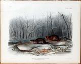 Lot#2036, AFTER J.J. AUDUBON, HAND COLORED LITHO, BOWEN EDITION, 1848, 17" X 22", "RICHARDSON'S MEADOW MOUSE"