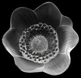 Lot#1352, LALIQUE CRYSTAL FLOWER, DIA 4"