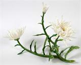 Lot# 9 JAPANESE IVORY CHRYSANTHEMUM SCULPTURE WITH GLASS DISPLAY CASE, H 14", W 12", L 20", Ivory Chrysanthemum sculpture. This lot contains IVORY, bidders on ivory must have a primary residence within the United States. Ivory cannot be shipped outside the United States.