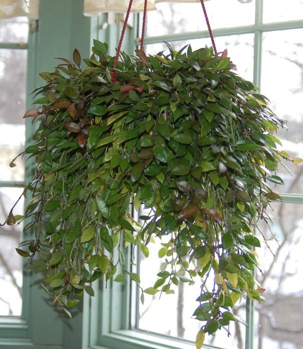 Hoya Plant