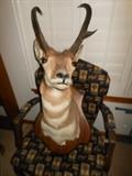 Antelope mount 