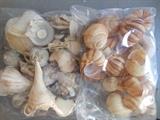 Lots of seashells 
