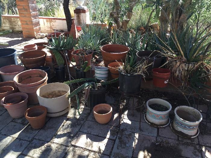 Plenty of pots and plants for the gardner.