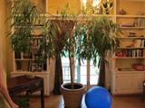 PLANTS AND BOOKS!