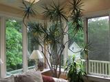 TALL INTERIOR PLANTS