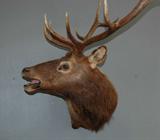 Elk Head Mount