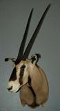 Large Fringe Ear Oryx Antelope (Gemsbok)