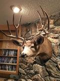 11 Point Mounted Deer