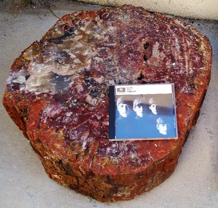 LARGE piece of Arizona petrified wood specimen.