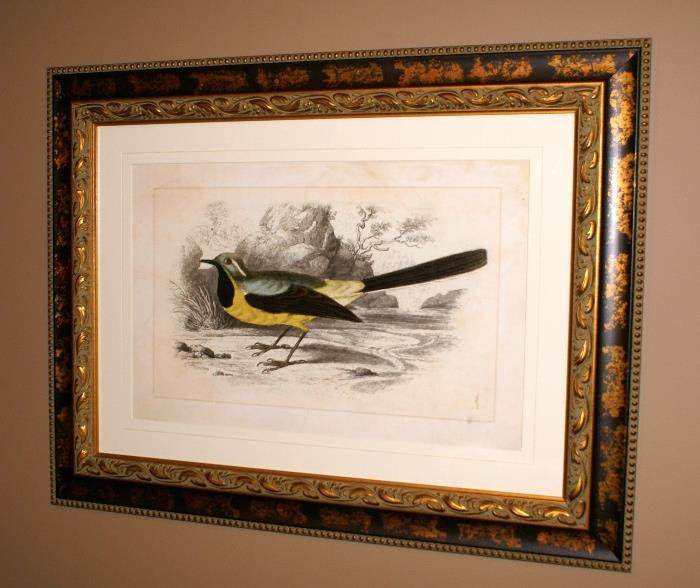 Framed Engraving of Bird