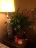 One of the many lamps & live plants
