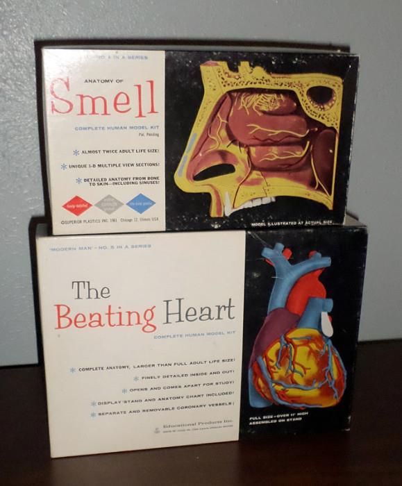 1961 Human Anatomy (Heart, Nose) Models  in boxes
