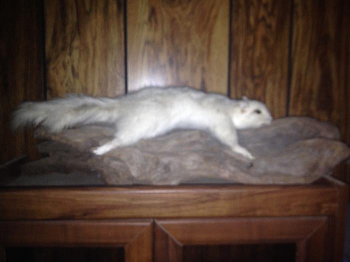 White squirrel taxidermy on driftwood