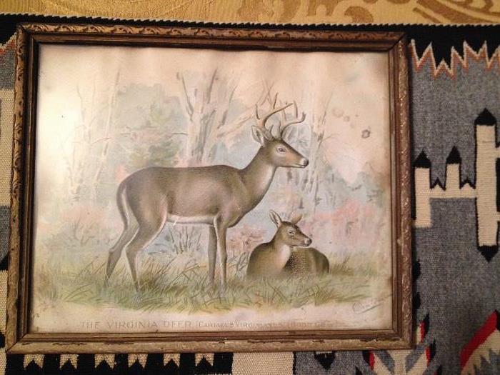 Print of Sherman Foote Denton (1856-1937) of one of his signature chromolithographs  --- circa 1902 of "The Virginia Deer"