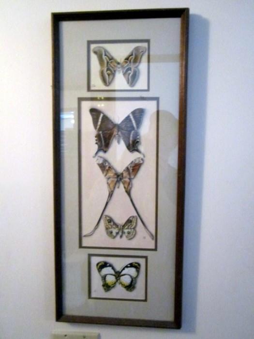 Framed butterflies 
